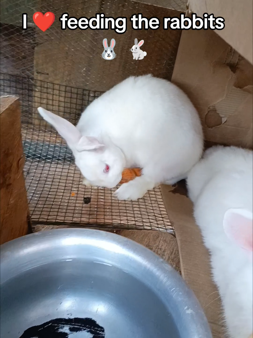 Good husband monthly allowance#verticalfarming #rabbit #ryekofarm #realestate #hydroponics 
