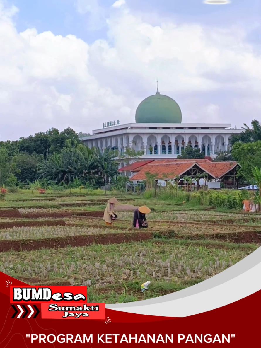Pemupukan jagung hibrida 14 HST #ciawilor #kuninganjawabarat #jabaristimewa #bumdes  #ketahananpangan 