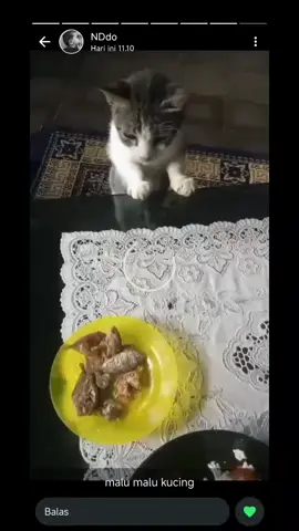 kelakuan nando🤭 #kucing #kucinglucu #kucinglucuimut #nando #fyp 