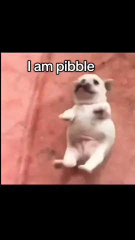 #pibble #viral #fyp #xyzbca #blowthisup @домик 
