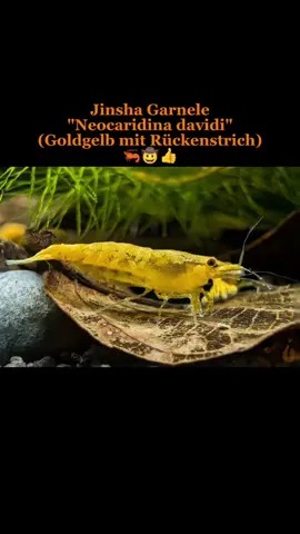 Jinsha Garnele | goldgelb mit Rückenstrich | Neocaridina davidi - Färbung = goldgelb - Wasserhärte = weich bis hart - Verhalten = sehr friedlich - Zucht = einfach - Für Anfänger geeignet Eine beliebte Zuchtvariante in der Aquaristik und absolut tolle Zwerggarnele mit viel Zuchtpotenzial, die attraktive Jinsha Garnele. Nicht nur ihre besondere kräftige goldgelbe Farbe, sondern auch ihr variabler Rückenstrich machen diese Zuchtform so reizvoll. Keine der Zwerggarnelen sieht im Aquarium aus wie die andere.  Die Jinsha Garnele ist wie andere Neocaridina Zwerggarnelen einfach in der Haltung und sehr friedlich. Sie stellt dabei keine hohen Ansprüche an die Wasserwerte und ist deshalb für Anfänger sehr gut geeignet. In einem Gesellschaftsbecken kann die Jinsha Aquariumgarnele mit Schnecken, Zwergflusskrebsen und anderen friedlichen Bewohnern vergesellschaftet werden. Auch eine Haltung mit kleineren Fischen ist möglich. Achtung: Fische vergreifen sich unter Umständen an kleinen Garnelenbabys. Grundlegend sollten ausreichend Versteckmöglichkeiten, wie Moose, Pflanzen, Wurzeln und Deko für die Garnelenbabys vorhanden sein. Auf dieser 