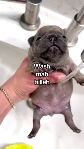 wash mahy belly plss credits on repectful ownerr #pibble #washmybilly  #fypシ゚viral #meme #xybca 