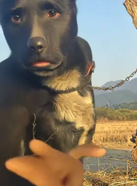 Động vật đáng yêu #xuhuong #dog #dance #funnyvideos #cutedog 