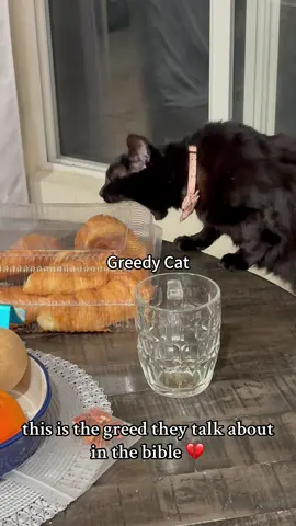 Greedy Cat#funnycats #funnyanimals #petvideos #cat #catsoftiktok #fyp #usa #longervideos#catsoftiktok #fyp