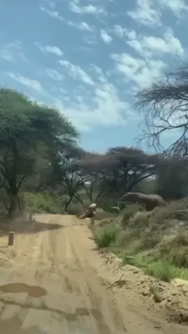 #elephant #baby #animals #viral #mustwatch 
