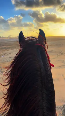 مفيش قانون لشمال .. #الخيل_العربي_الاصيل #ابوهيبه #جبل_الحلال 