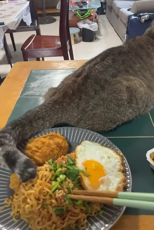 My cat Part-time pet, full-time bully.👹🤣#cat #catsoftiktok #funnycat #funnyvideo #funnytiktok #fyp #foryou #tiktok 