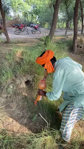 Snake in Hole 😱 | Unbelievable Moment #snake #snakeinhole #snakevideo #wildlife #animal                 