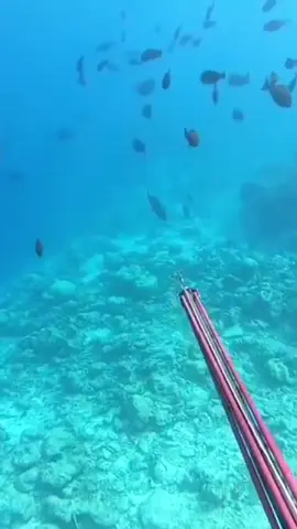 #spearfishing #spear #fish #diving #freediving 