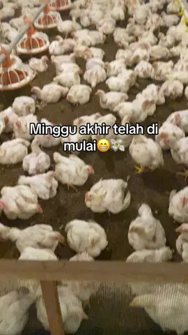 Minggu” begadang ini😁#pppppppppppppppp #viral #fyp #ayambroilerhits 