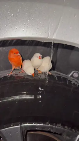 #cute #birds