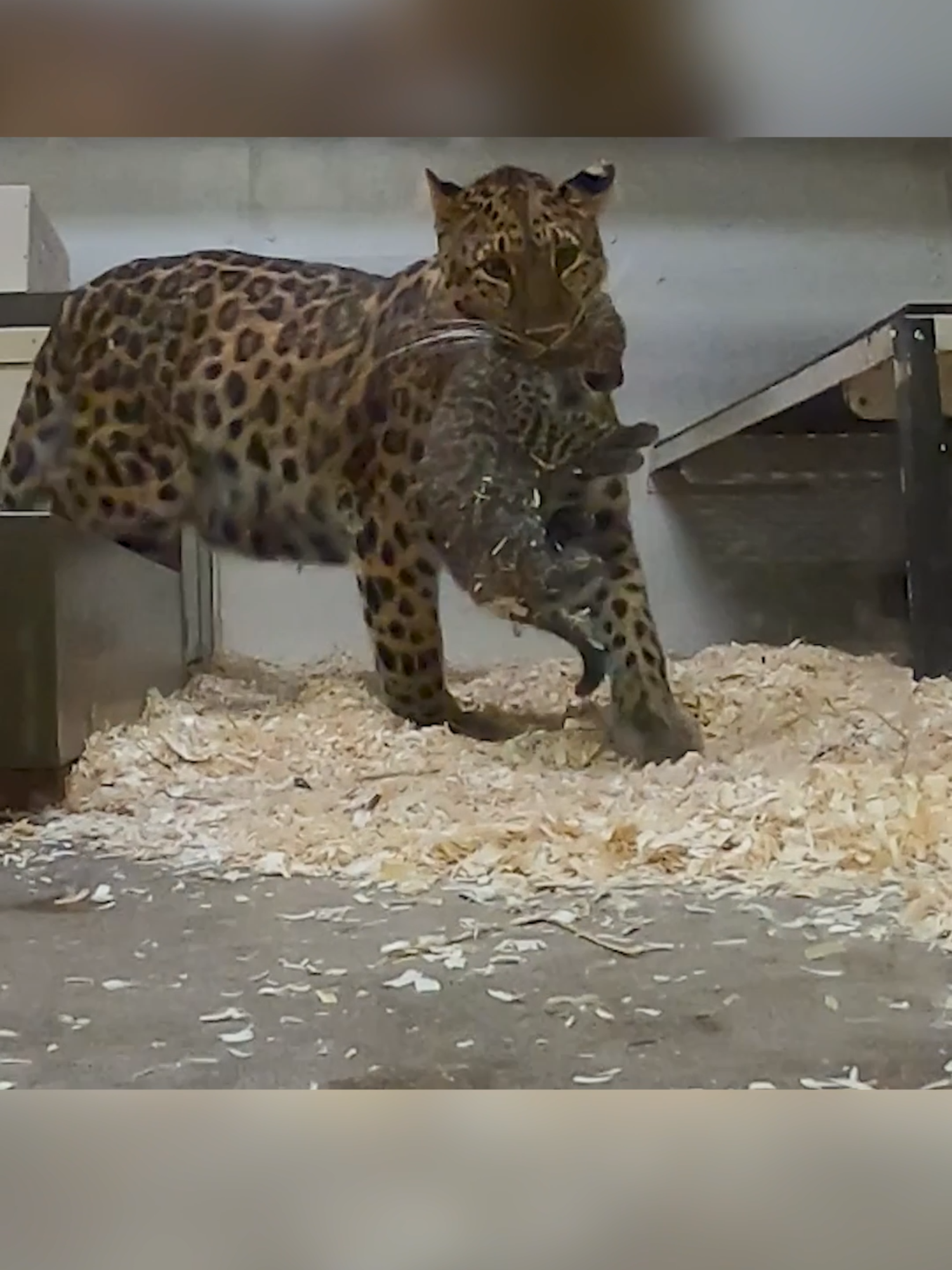 Amur leopard cubs at the Brookfield Zoo Chicago were captured pouncing around their behind-the-scenes habitat alongside mom Mina. The cubs recently had their first wellness exam, and the zoo hopes they can make their debut 