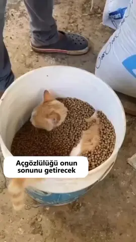 mama boğulması yaşıyor #kedi #kediseverler #yavrukedi #mama #hayvansevgisi 