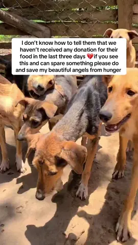 Thank you so much Link in bio to Donate #donate #Dog #doglover 