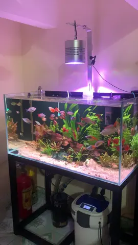 Week T90pro 3.0 led rgb chỉnh app  có cả đèn uv diệt rêu nữa nha ae #xh #xuhướng #becathuysinh #aquarium #biotop 