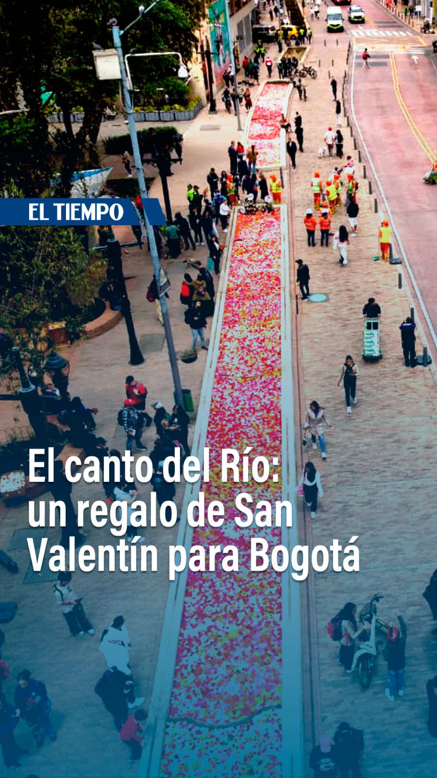 🪷🌺Canto del Río’, un proyecto que tiene como propósito hacer del Eje Ambiental un espacio lleno de colores gracias a 150.000 flores cultivadas con amor en la Sabana de Bogotá y donadas por Asocolflores. Video: @Sergio Cardenas 