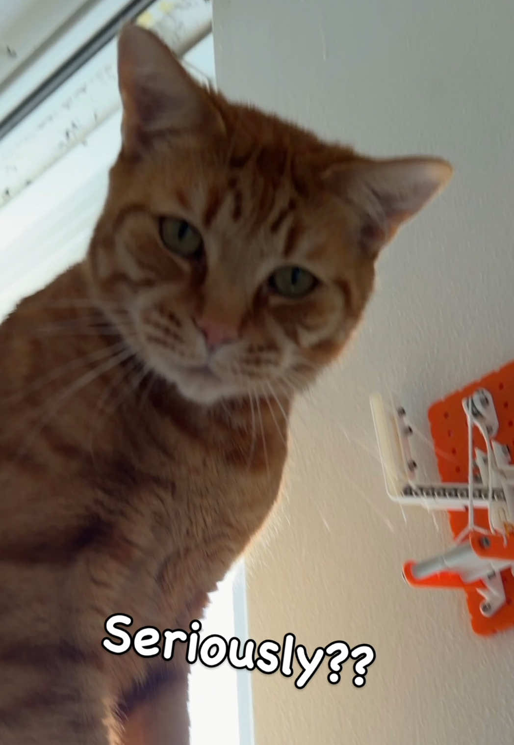 When you realise you still gotta go down to get your treats... #meowballs