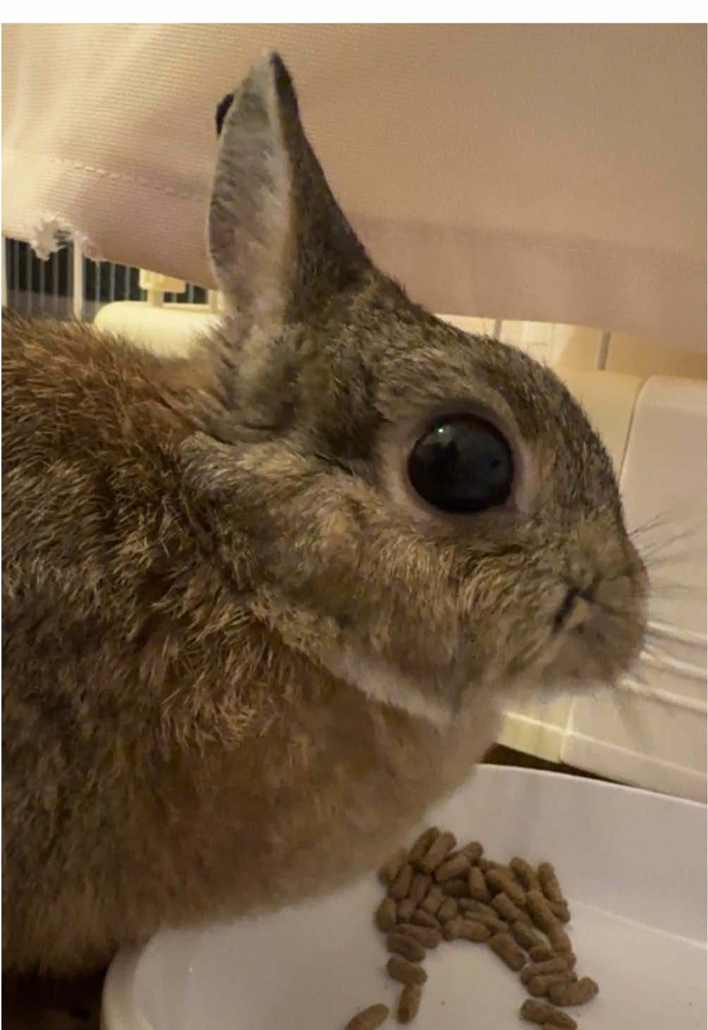 ｳﾏｳﾏ #うさぎ #asmr #ごはん #うさぎのいる生活 #rabbit 