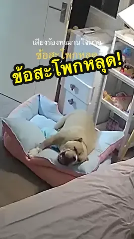 น่าสงสารจังลูก 😢 อุตส่าห์เสี่ยงผ่าตัด จนกลับมาเดินได้ กายภาพกันทุกวัน ผ่านมาเกือบ 2 ปี จู่ๆ ก็มีเหตุการณ์ทำให้เดินไม่อีกแล้ว!! @แม่ฝนของคิงโจ | 336K 🌥️ ช่องสำรอง @KINGJOE789  @KINGJOE789  @KINGJOE789  #แม่ฝนของคิงโจ #คิงโจ #kingjoe #อเมริกันบูลลี่ #ข้อสะโพกเสื่อม 