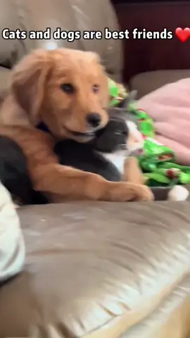 Cats and dogs 🥰🥰#dog #cat #friends #Love #cute 