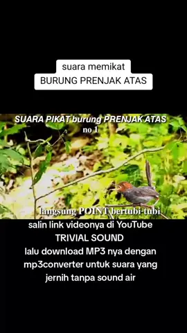 memikat burung prenjak atas  #burung #kicaumania #pikat 