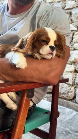 Cavalier King Charles Spaniel life 🐶👑 Sleeping in my arms, looking like the sweetest royal pup ever. Nothing beats this kind of love. 💤❤️ #CavalierKingCharlesSpaniel #KingCharles #DogLovers #PuppyVibes #BestFriend