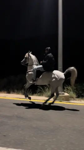 #خالد_الهذلي #خافق_عذبه  #اكسبلور #خيل #ترندات_تيك_توك 