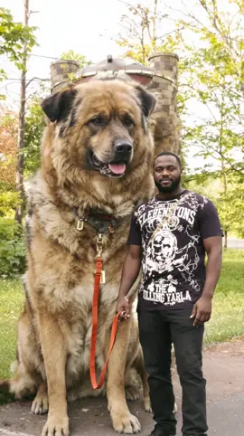 Showing Love to her Owner💙❣️🦮 #fyp #doglover #giantdog #dogtok #ai 