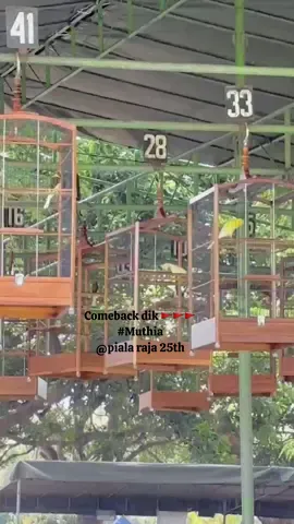 Main 2 sesi muthia 1,3 👑👑#kenarimaniaindonesia #kicaumania #kicaunusantara #pialaraja2025 #jogja #prambanan