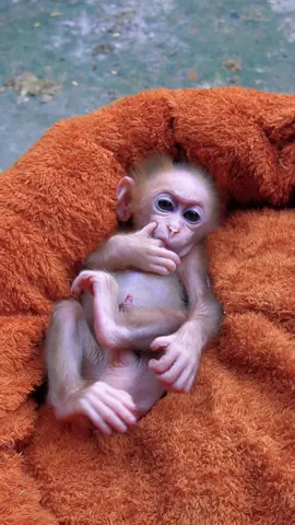 Funny monkey #monkey #annimals #fyp #monkeydluffy #monkeysoftiktok 