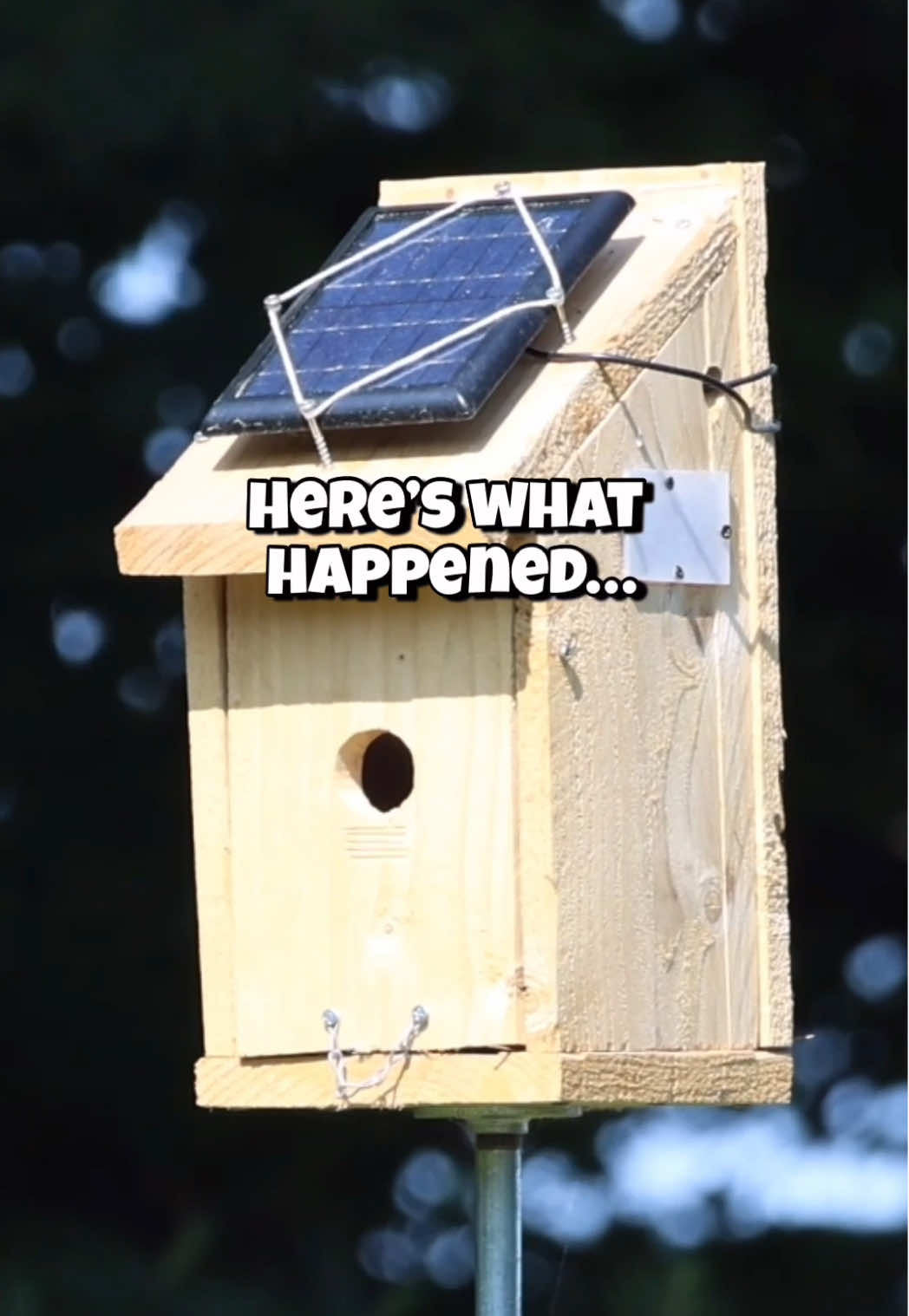✨Watch the full nesting cycle of tree swallows inside a birdhouse captured with a nest cam — from nest building with grass and feathers, to the female laying eggs, hatching baby birds, and both parents feeding hungry chicks nonstop until they fledge. This amazing birdhouse video shows up-close footage of tree swallows raising their family, baby birds growing fast, and the magic of birdwatching right in your backyard. Perfect for nature lovers, bird nest cam fans, and anyone who loves watching wildlife videos, this tree swallow nest story is the ultimate behind-the-scenes look at baby birds in the wild.