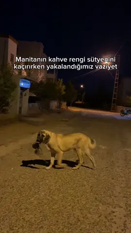 Bi de çağırınca geliyor ajzkamxm #humor 