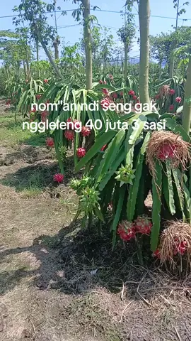 #petanimudabanyuwangi #serdadubuahbwi 