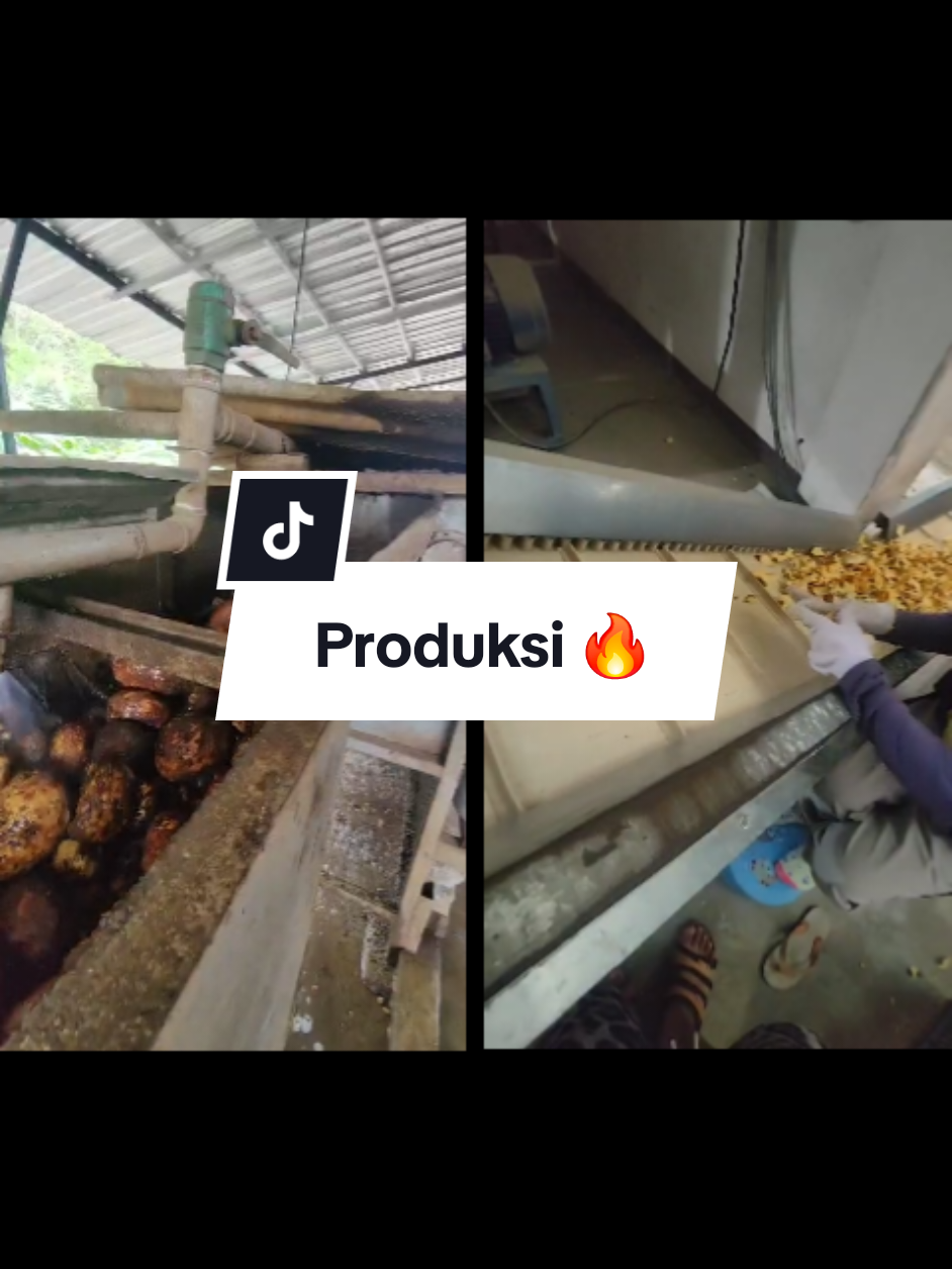 Proses pembersihan dan pengovenan porang chips 🔥👍🏻 #pabrik #konjac #porang #pabrikporang #pabrikindonesia 