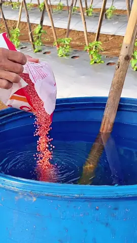 Pemupukan Cabe usia 21 HST Kno3 merah 2kg NPK 16 2kg #cabe #petani #pertanian #petanimuda #petaniindonesia🇮🇩🇮🇩🇮🇩🌿🌿 