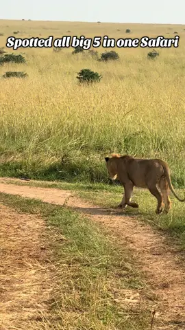 Spotted all The Big 5 in a 3 days Uganda Safari to Murchison Falls NP and Ziwa Rhino Sanctuary . #exploreuganda #visituganda #ugandasafari #wildlife #inclusivetours 