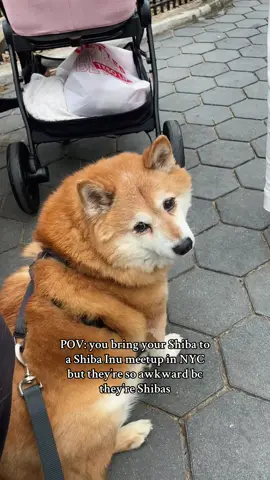 Things to do in NYC with your Shiba: go to a Shiba Inu meet up. Throwback to this meet up in Madison Square Park, can’t wait for today!!! Shibas are weird but we love them for it 🫶🏼 #shibainu #nyc #dogsoftiktok #doge #dogsofnyc 
