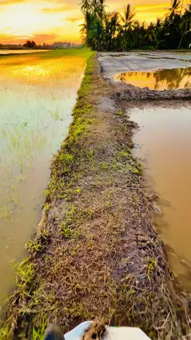 .......✍️Jika Aku bersalah Kau Maafkan Aku,Jika Aku berDosa Hukumlah Aku....💔🥀#oriiipadi🌾🌾🌾 #kedahseratarata🔰🔰🔰 #sunsetlover 🌅❤️‍🔥#foryoupage❤️❤️ #tiktokviral 