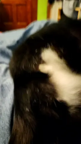 Your 3 legged cat Cookie loves his ear skritchies!