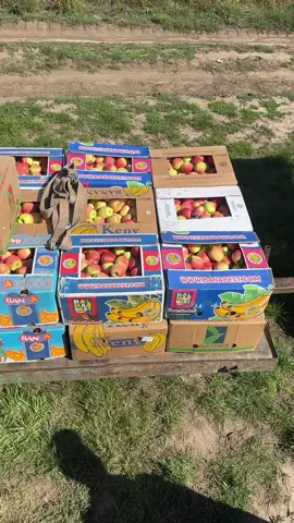 Яблука#яблука🍏🍏🍏 🍎🍎