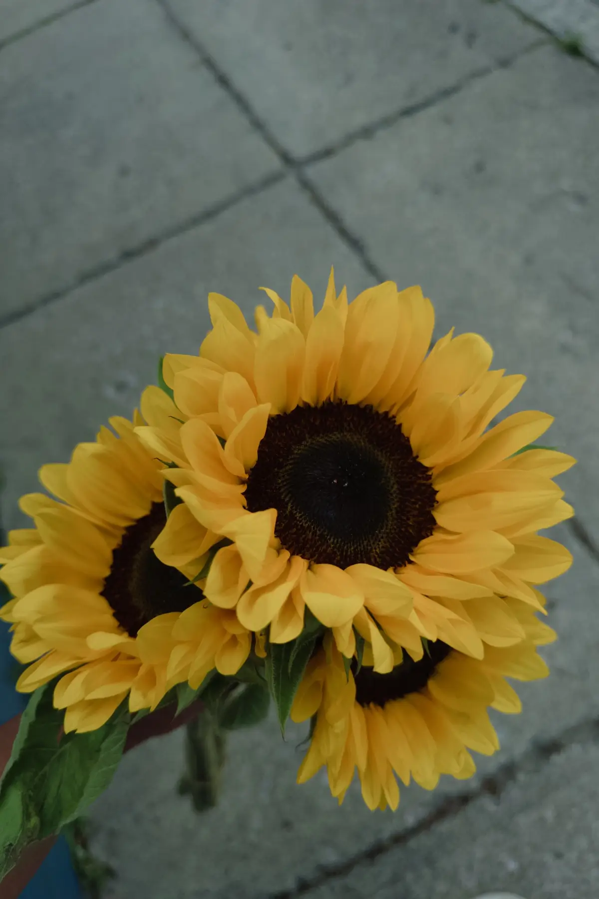 Con sus flores amarillas 🎵🌻 #floresamarillas🌻 #flores #fyp #trending #foryou 