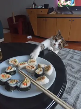 Asian lil tecca #cat #meme #funny #georgieebom #fyp 