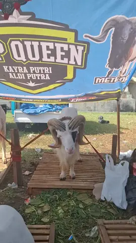 tahan hela matador #baret #peternakmuda