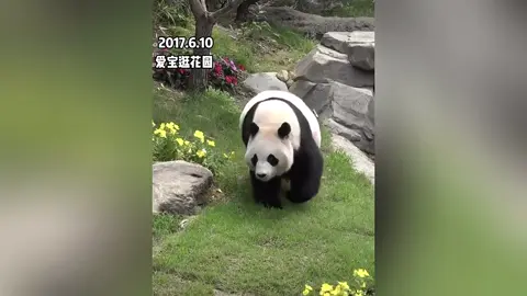 #panda #độngvật #gấutrúc 