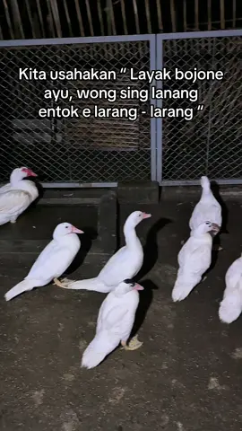 Iki perkoro kualitas dudu perang harga 🫶🏻#kandangesimbokblitar #entokjumbo #generasipajero #entokjumbo #fyppppppppppppppppppppppp 