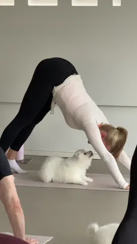 Ihana pentujooga😍🥰❤️  @Pentujooga by Lavly @sannakorpua  #puppylovers #samoyed #puppiesoftiktok #puppyyoga #fyp