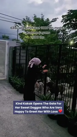 #doglover #pecintaanjing #dog #dogi #rescue 