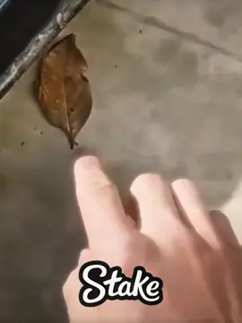 Animal camouflage