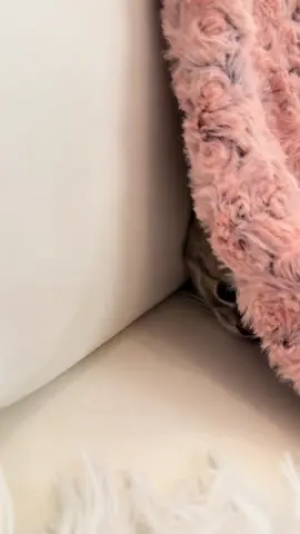 #funnycatsoftiktok😂😂😍cute #kitty #cats #kittens #fyp               