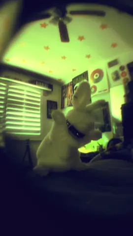 walk — pantera  ★ walk on home boy 🐇 #bunny #metal #pantera #metalhead #fyp @Pantera 